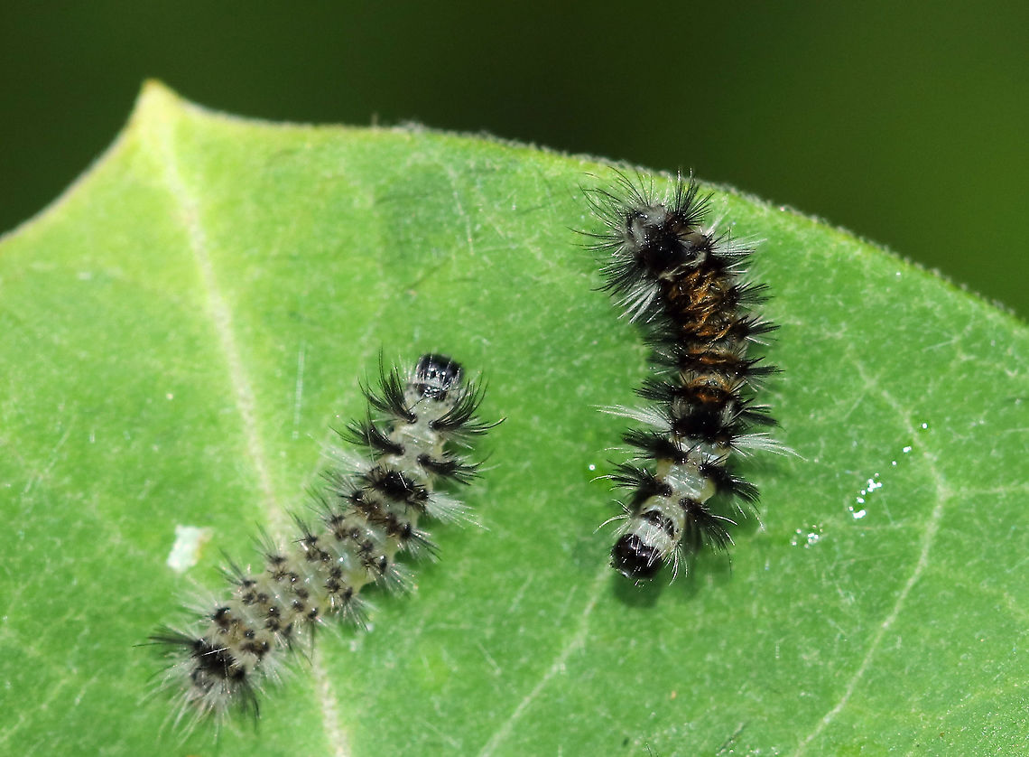 Milkweed Tussock Moth Caterpillars - Euchaetes egle This milkweed plant was covered with larvae in various stages of development. They have voracious appetites and can quickly consume entire milkweed leaves...And, their frass was green!<br />
<br />
Habitat: On milkweed in a meadow<br />
<br />
When disturbed, they dance:<br />
<section class="video"><iframe width="448" height="252" src="https://player.vimeo.com/video/377838133?title=0&byline=0&portrait=0" frameborder="0"></iframe></section><br />
<br />
<figure class="photo"><a href="https://www.jungledragon.com/image/87362/milkweed_tussock_moth_caterpillars_-_euchaetes_egle.html" title="Milkweed Tussock Moth Caterpillars - Euchaetes egle"><img src="https://s3.amazonaws.com/media.jungledragon.com/images/3232/87362_thumb.jpg?AWSAccessKeyId=05GMT0V3GWVNE7GGM1R2&Expires=1767225610&Signature=1fZrWhPVKiwSycdtVRn8kY1ApE4%3D" width="148" height="152" alt="Milkweed Tussock Moth Caterpillars - Euchaetes egle This milkweed plant was covered with larvae in various stages of development. They have voracious appetites and can quickly consume entire milkweed leaves...And, their frass was green!<br />
<br />
Habitat: On milkweed in a meadow<br />
<br />
When disturbed, they dance:<br />
https://vimeo.com/377838133<br />
<br />
https://www.jungledragon.com/image/87364/milkweed_tussock_moth_caterpillars_-_euchaetes_egle.html<br />
https://www.jungledragon.com/image/87363/milkweed_tussock_moth_caterpillars_-_euchaetes_egle.html Euchaetes egle,Geotagged,Milkweed Tussock Moth,Summer,United States,caterpillars,larvae" /></a></figure><br />
<figure class="photo"><a href="https://www.jungledragon.com/image/87363/milkweed_tussock_moth_caterpillars_-_euchaetes_egle.html" title="Milkweed Tussock Moth Caterpillars - Euchaetes egle"><img src="https://s3.amazonaws.com/media.jungledragon.com/images/3232/87363_thumb.jpg?AWSAccessKeyId=05GMT0V3GWVNE7GGM1R2&Expires=1767225610&Signature=Mbn1Mobno6%2BrhEd13QFWJj8Qbn0%3D" width="200" height="156" alt="Milkweed Tussock Moth Caterpillars - Euchaetes egle This milkweed plant was covered with larvae in various stages of development. They have voracious appetites and can quickly consume entire milkweed leaves...And, their frass was green!<br />
<br />
Habitat: On milkweed in a meadow<br />
<br />
When disturbed, they dance:<br />
https://vimeo.com/377838133<br />
<br />
https://www.jungledragon.com/image/87362/milkweed_tussock_moth_caterpillars_-_euchaetes_egle.html<br />
https://www.jungledragon.com/image/87364/milkweed_tussock_moth_caterpillars_-_euchaetes_egle.html Euchaetes egle,Geotagged,Milkweed Tussock Moth,Summer,United States,caterpillars,larvae" /></a></figure> Euchaetes egle,Geotagged,Milkweed Tussock Moth,Summer,United States,caterpillars,larvae