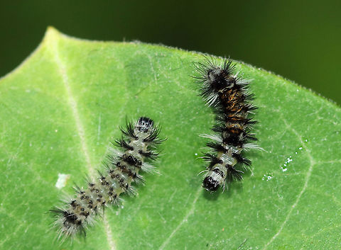 Milkweed Tussock Moth Caterpillars - Euchaetes egle This milkweed plant was covered with larvae in various stages of development. They have voracious appetites and can quickly consume entire milkweed leaves...And, their frass was green!

Habitat: On milkweed in a meadow

When disturbed, they dance:
https://vimeo.com/377838133

https://www.jungledragon.com/image/87362/milkweed_tussock_moth_caterpillars_-_euchaetes_egle.html
https://www.jungledragon.com/image/87363/milkweed_tussock_moth_caterpillars_-_euchaetes_egle.html Euchaetes egle,Geotagged,Milkweed Tussock Moth,Summer,United States,caterpillars,larvae
