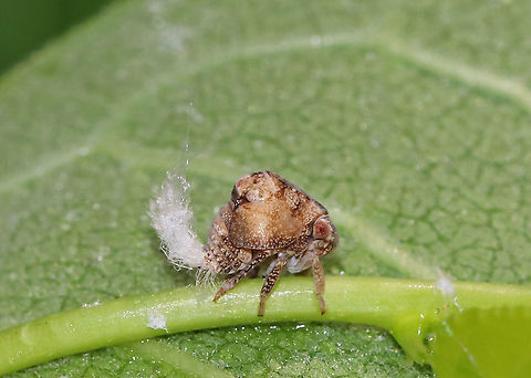 Planthopper Nymph - Acanalonia bivittata Habitat: Meadow
https://www.jungledragon.com/image/87370/planthopper_nymph_-_acanalonia_sp.html Acanalonia,Acanalonia bivittata,Geotagged,Summer,Two-striped Planthopper,United States,nymph,planthopper,planthopper nymph