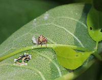 Planthopper Nymph - Acanalonia bivittata Habitat: Meadow<br />
https://www.jungledragon.com/image/87369/planthopper_nymph_-_acanalonia_sp.html Acanalonia bivittata,Geotagged,Summer,Two-striped Planthopper,United States