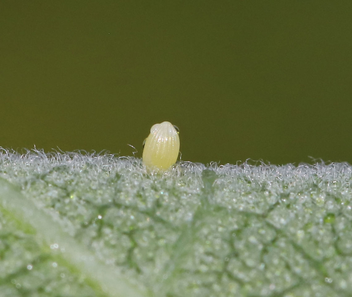 Monarch Butterfly Egg - Danaus plexippus Habitat: Milkweed in a meadow<br />
<br />
 Danaus plexippus,Geotagged,Monarch butterfly,Summer,United States,egg,monarch egg