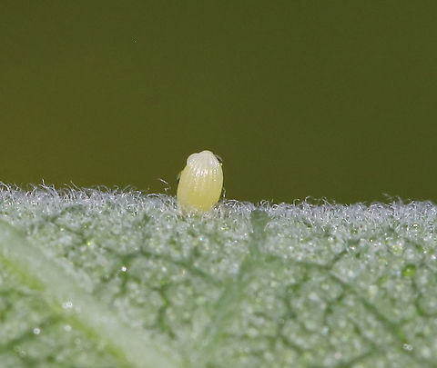 Monarch Butterfly Egg - Danaus plexippus Habitat: Milkweed in a meadow

 Danaus plexippus,Geotagged,Monarch butterfly,Summer,United States,egg,monarch egg