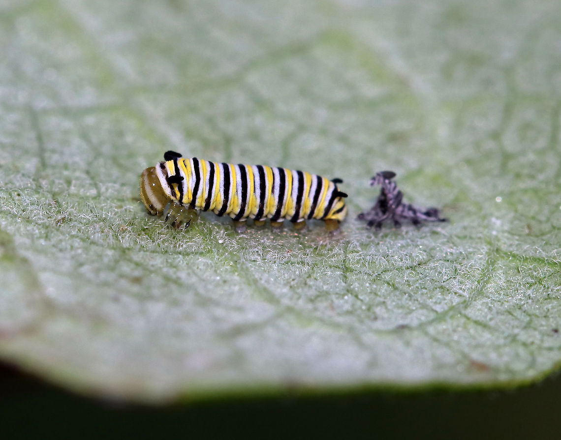 Monarch Caterpillar - Danaus plexippus This tiny caterpillar had just shed its skin.<br />
<br />
Habitat: Milkweed<br />
<figure class="photo"><a href="https://www.jungledragon.com/image/87374/monarch_caterpillar_-_danaus_plexippus.html" title="Monarch Caterpillar - Danaus plexippus"><img src="https://s3.amazonaws.com/media.jungledragon.com/images/3232/87374_thumb.jpg?AWSAccessKeyId=05GMT0V3GWVNE7GGM1R2&Expires=1770854410&Signature=ftwTVEI2ll09oKsDH8oI0H3KI%2Fc%3D" width="200" height="152" alt="Monarch Caterpillar - Danaus plexippus This tiny caterpillar had just shed its skin.<br />
<br />
Habitat: Milkweed<br />
https://www.jungledragon.com/image/87373/monarch_caterpillar_-_danaus_plexippus.html<br />
https://www.jungledragon.com/image/87372/monarch_caterpillar_-_danaus_plexippus.html Danaus plexippus,Geotagged,Monarch butterfly,Summer,United States" /></a></figure><br />
<figure class="photo"><a href="https://www.jungledragon.com/image/87373/monarch_caterpillar_-_danaus_plexippus.html" title="Monarch Caterpillar - Danaus plexippus"><img src="https://s3.amazonaws.com/media.jungledragon.com/images/3232/87373_thumb.jpg?AWSAccessKeyId=05GMT0V3GWVNE7GGM1R2&Expires=1770854410&Signature=N%2Bk9eKjUm%2BYTJzUfJ99bqlr2wLU%3D" width="200" height="160" alt="Monarch Caterpillar - Danaus plexippus This tiny caterpillar had just shed its skin. <br />
<br />
Habitat: Milkweed<br />
https://www.jungledragon.com/image/87372/monarch_caterpillar_-_danaus_plexippus.html<br />
https://www.jungledragon.com/image/87374/monarch_caterpillar_-_danaus_plexippus.html Danaus plexippus,Geotagged,Monarch butterfly,Summer,United States" /></a></figure> Danaus plexippus,Geotagged,Monarch butterfly,Summer,United States,caterpillar,larva,monarch caterpillar