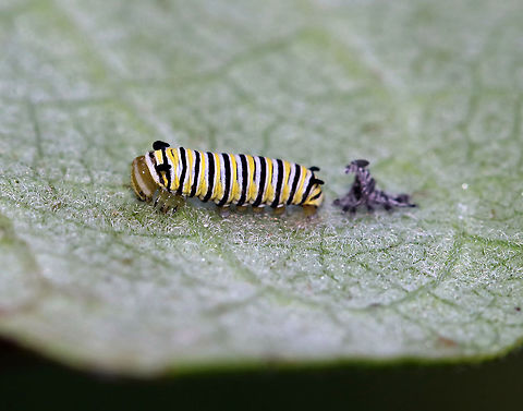 Monarch Caterpillar - Danaus plexippus This tiny caterpillar had just shed its skin.

Habitat: Milkweed
https://www.jungledragon.com/image/87374/monarch_caterpillar_-_danaus_plexippus.html
https://www.jungledragon.com/image/87373/monarch_caterpillar_-_danaus_plexippus.html Danaus plexippus,Geotagged,Monarch butterfly,Summer,United States,caterpillar,larva,monarch caterpillar