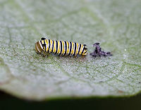 Monarch Caterpillar - Danaus plexippus This tiny caterpillar had just shed its skin.<br />
<br />
Habitat: Milkweed<br />
https://www.jungledragon.com/image/87374/monarch_caterpillar_-_danaus_plexippus.html<br />
https://www.jungledragon.com/image/87373/monarch_caterpillar_-_danaus_plexippus.html Danaus plexippus,Geotagged,Monarch butterfly,Summer,United States,caterpillar,larva,monarch caterpillar