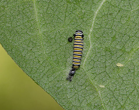 Monarch Caterpillar - Danaus plexippus This tiny caterpillar had just shed its skin. 

Habitat: Milkweed
https://www.jungledragon.com/image/87372/monarch_caterpillar_-_danaus_plexippus.html
https://www.jungledragon.com/image/87374/monarch_caterpillar_-_danaus_plexippus.html Danaus plexippus,Geotagged,Monarch butterfly,Summer,United States