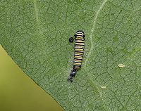 Monarch Caterpillar - Danaus plexippus This tiny caterpillar had just shed its skin. <br />
<br />
Habitat: Milkweed<br />
https://www.jungledragon.com/image/87372/monarch_caterpillar_-_danaus_plexippus.html<br />
https://www.jungledragon.com/image/87374/monarch_caterpillar_-_danaus_plexippus.html Danaus plexippus,Geotagged,Monarch butterfly,Summer,United States