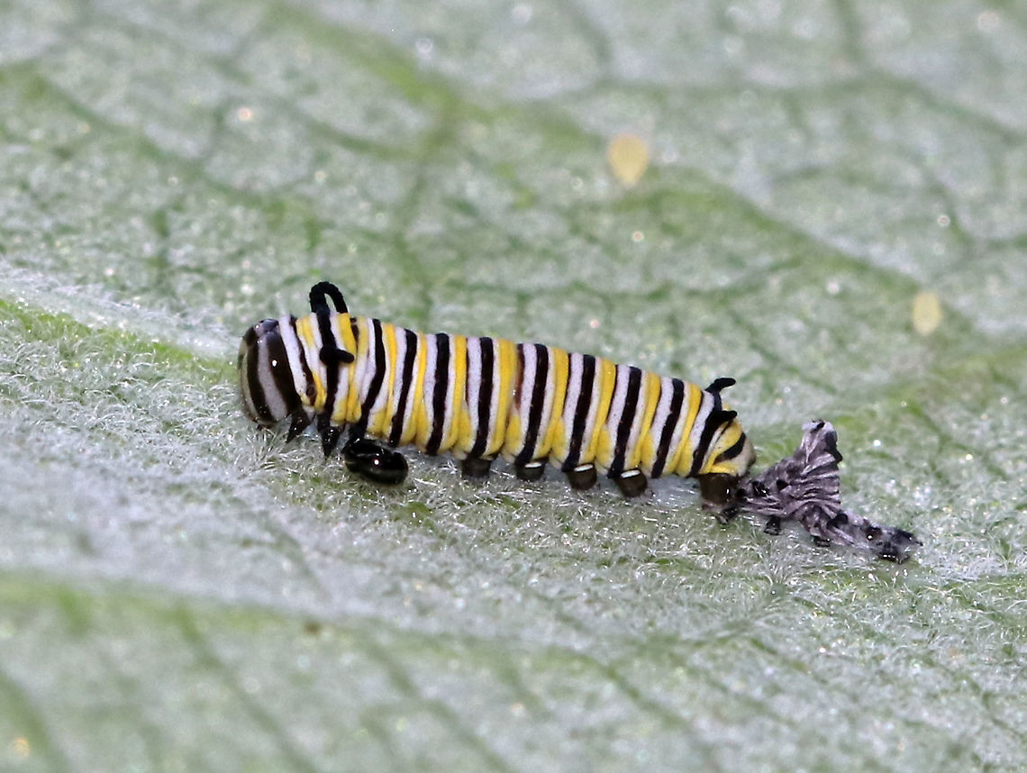 Monarch Caterpillar - Danaus plexippus This tiny caterpillar had just shed its skin.<br />
<br />
Habitat: Milkweed<br />
<figure class="photo"><a href="https://www.jungledragon.com/image/87373/monarch_caterpillar_-_danaus_plexippus.html" title="Monarch Caterpillar - Danaus plexippus"><img src="https://s3.amazonaws.com/media.jungledragon.com/images/3232/87373_thumb.jpg?AWSAccessKeyId=05GMT0V3GWVNE7GGM1R2&Expires=1770854410&Signature=N%2Bk9eKjUm%2BYTJzUfJ99bqlr2wLU%3D" width="200" height="160" alt="Monarch Caterpillar - Danaus plexippus This tiny caterpillar had just shed its skin. <br />
<br />
Habitat: Milkweed<br />
https://www.jungledragon.com/image/87372/monarch_caterpillar_-_danaus_plexippus.html<br />
https://www.jungledragon.com/image/87374/monarch_caterpillar_-_danaus_plexippus.html Danaus plexippus,Geotagged,Monarch butterfly,Summer,United States" /></a></figure><br />
<figure class="photo"><a href="https://www.jungledragon.com/image/87372/monarch_caterpillar_-_danaus_plexippus.html" title="Monarch Caterpillar - Danaus plexippus"><img src="https://s3.amazonaws.com/media.jungledragon.com/images/3232/87372_thumb.jpg?AWSAccessKeyId=05GMT0V3GWVNE7GGM1R2&Expires=1770854410&Signature=ymMiyEiTXDkNaGEP8ZL21%2BPLwcc%3D" width="200" height="158" alt="Monarch Caterpillar - Danaus plexippus This tiny caterpillar had just shed its skin.<br />
<br />
Habitat: Milkweed<br />
https://www.jungledragon.com/image/87374/monarch_caterpillar_-_danaus_plexippus.html<br />
https://www.jungledragon.com/image/87373/monarch_caterpillar_-_danaus_plexippus.html Danaus plexippus,Geotagged,Monarch butterfly,Summer,United States,caterpillar,larva,monarch caterpillar" /></a></figure> Danaus plexippus,Geotagged,Monarch butterfly,Summer,United States