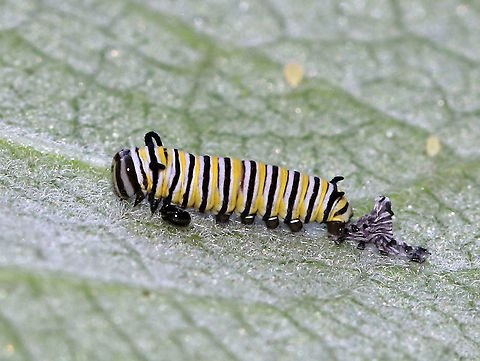 Monarch Caterpillar - Danaus plexippus This tiny caterpillar had just shed its skin.

Habitat: Milkweed
https://www.jungledragon.com/image/87373/monarch_caterpillar_-_danaus_plexippus.html
https://www.jungledragon.com/image/87372/monarch_caterpillar_-_danaus_plexippus.html Danaus plexippus,Geotagged,Monarch butterfly,Summer,United States