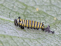 Monarch Caterpillar - Danaus plexippus This tiny caterpillar had just shed its skin.<br />
<br />
Habitat: Milkweed<br />
https://www.jungledragon.com/image/87373/monarch_caterpillar_-_danaus_plexippus.html<br />
https://www.jungledragon.com/image/87372/monarch_caterpillar_-_danaus_plexippus.html Danaus plexippus,Geotagged,Monarch butterfly,Summer,United States