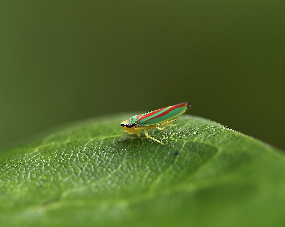 Rhododendron Leafhopper - Graphocephala fennahi Habitat: Perusing the rhododendrons along the edge of a nature trail Geotagged,Graphocephala fennahi,Rhododendron Leafhopper,Summer,United States,leafhopper