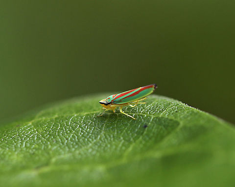 Rhododendron Leafhopper - Graphocephala fennahi Habitat: Perusing the rhododendrons along the edge of a nature trail Geotagged,Graphocephala fennahi,Rhododendron Leafhopper,Summer,United States,leafhopper