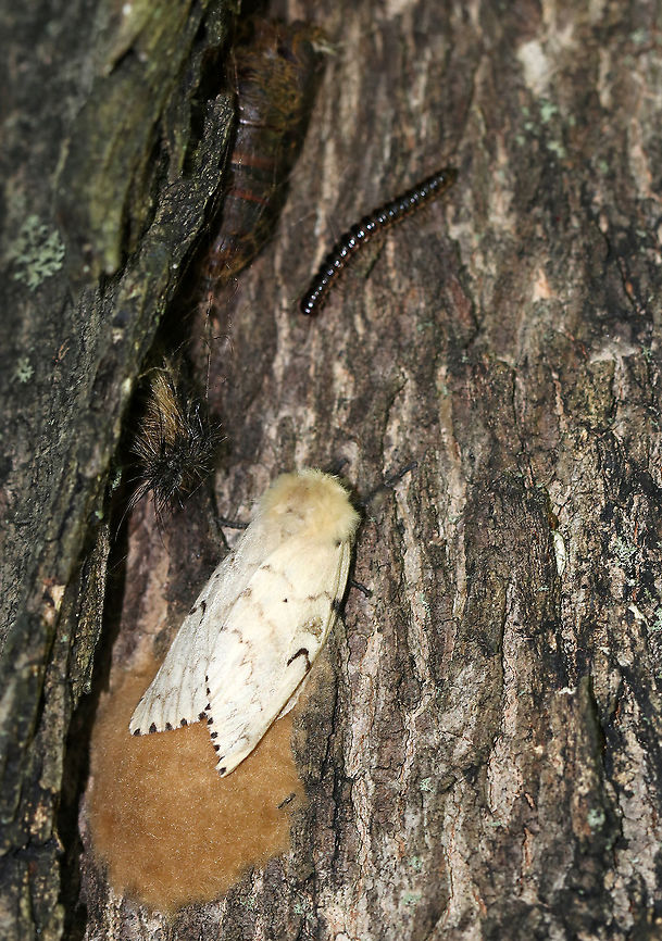 Gypsy Moth (Female) - Lymantria dispar Female gypsy moths are flightless, but they attract males by releasing pheromones from a small gland near the tip of her abdomen. Even though she can't eat, she will live for about a week, with a reproductive window for about 2 of those days. Despite this short period, most females will successfully mate. Females lay approximately 500 eggs that are then coated with tiny hairs to protect from weather and predators. The hairs are irritating, so don't touch if you find any!  In this photo, the female is guarding her eggs. You can see what is probably her pupal case to the left, in the crack. Plus, there's a cute millipede photobomber.<br />
<br />
Habitat: Deciduous tree bordering a meadow<br />
<figure class="photo"><a href="https://www.jungledragon.com/image/87378/gypsy_moth_female_-_lymantria_dispar.html" title="Gypsy Moth (Female) - Lymantria dispar"><img src="https://s3.amazonaws.com/media.jungledragon.com/images/3232/87378_thumb.jpg?AWSAccessKeyId=05GMT0V3GWVNE7GGM1R2&Expires=1769040010&Signature=7pAlsjMczL2JEsfkKcZsS4Pc6KI%3D" width="118" height="152" alt="Gypsy Moth (Female) - Lymantria dispar Female gypsy moths are flightless, but they attract males by releasing pheromones from a small gland near the tip of her abdomen. Even though she can't eat, she will live for about a week, with a reproductive window for about 2 of those days. Despite this short period, most females will successfully mate. Females lay approximately 500 eggs that are then coated with tiny hairs to protect from weather and predators. The hairs are irritating, so don't touch if you find any! In this photo, the female is guarding her eggs. <br />
<br />
Habitat: Deciduous tree bordering a meadow<br />
https://www.jungledragon.com/image/87377/gypsy_moth_female_-_lymantria_dispar.html Geotagged,Gypsy moth,Lymantria dispar,Summer,United States" /></a></figure> Geotagged,Gypsy moth,Lymantria dispar,Lymantria dispar dispar,Summer,United States