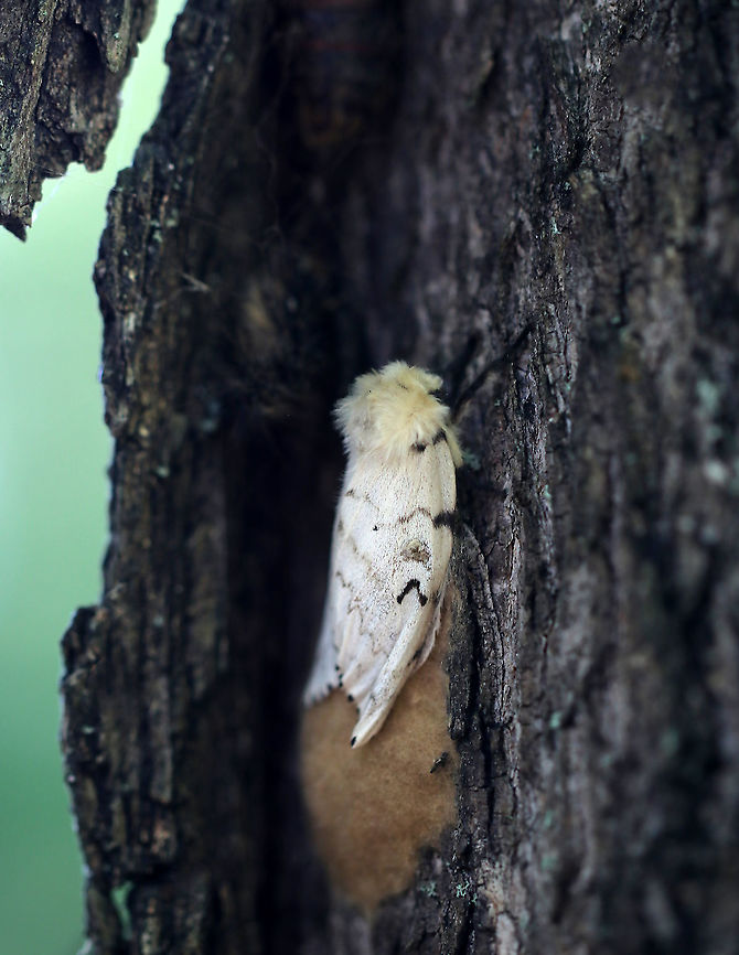 Gypsy Moth (Female) - Lymantria dispar Female gypsy moths are flightless, but they attract males by releasing pheromones from a small gland near the tip of her abdomen. Even though she can&#039;t eat, she will live for about a week, with a reproductive window for about 2 of those days. Despite this short period, most females will successfully mate. Females lay approximately 500 eggs that are then coated with tiny hairs to protect from weather and predators. The hairs are irritating, so don&#039;t touch if you find any! In this photo, the female is guarding her eggs. <br />
<br />
Habitat: Deciduous tree bordering a meadow<br />
<figure class="photo"><a href="https://www.jungledragon.com/image/87377/gypsy_moth_female_-_lymantria_dispar.html" title="Gypsy Moth (Female) - Lymantria dispar"><img src="https://s3.amazonaws.com/media.jungledragon.com/images/3232/87377_thumb.jpg?AWSAccessKeyId=05GMT0V3GWVNE7GGM1R2&Expires=1761782410&Signature=ITDiFcfA9W1%2F%2BD1hxWZuCAkw2ro%3D" width="108" height="152" alt="Gypsy Moth (Female) - Lymantria dispar Female gypsy moths are flightless, but they attract males by releasing pheromones from a small gland near the tip of her abdomen. Even though she can&#039;t eat, she will live for about a week, with a reproductive window for about 2 of those days. Despite this short period, most females will successfully mate. Females lay approximately 500 eggs that are then coated with tiny hairs to protect from weather and predators. The hairs are irritating, so don&#039;t touch if you find any!  In this photo, the female is guarding her eggs. You can see what is probably her pupal case to the left, in the crack. Plus, there&#039;s a cute millipede photobomber.<br />
<br />
Habitat: Deciduous tree bordering a meadow<br />
https://www.jungledragon.com/image/87378/gypsy_moth_female_-_lymantria_dispar.html Geotagged,Gypsy moth,Lymantria dispar,Lymantria dispar dispar,Summer,United States" /></a></figure> Geotagged,Gypsy moth,Lymantria dispar,Summer,United States