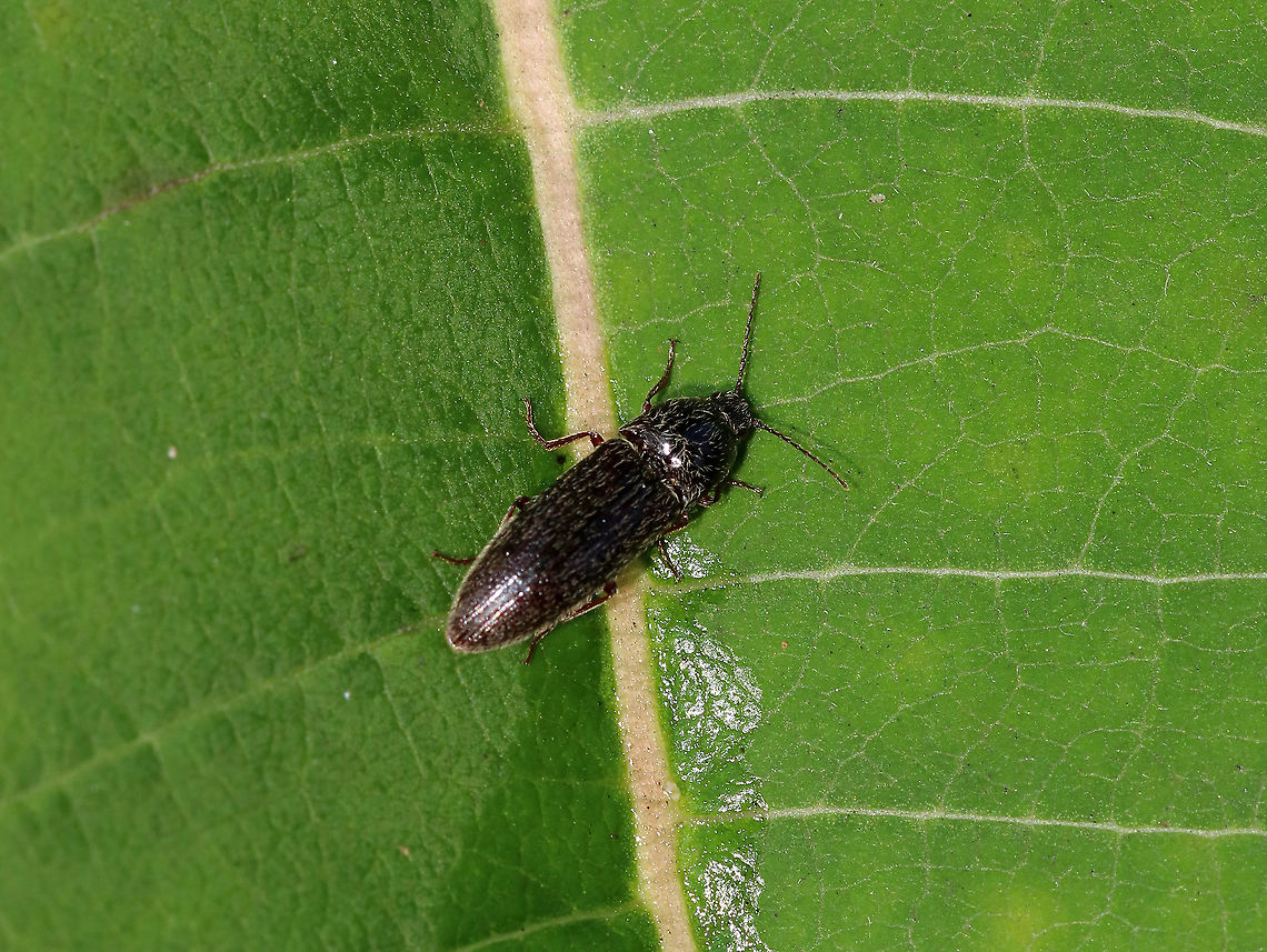 Click Beetle - Cardiophorus convexus TL: ~9 mm. Shiny, blackish beetle covered with yellow setae. Reddish legs and antennal bases.<br />
<br />
Habitat: Forest edge Cardiophorus,Cardiophorus convexus,Geotagged,Summer,United States,beetle,click beetle,elateridae