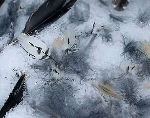 Woodpecker Feathers I found a pile of feathers and blood in the snow today. It looked like a fox kill.
Habitat: Meadow
https://www.jungledragon.com/image/87408/woodpecker_feathers.html
https://www.jungledragon.com/image/87407/woodpecker_feathers.html Fall,Geotagged,United States,feathers,signs of wildlife,woodpecker