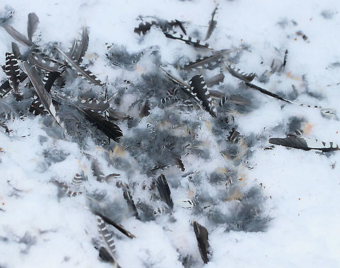 Woodpecker Feathers I found a pile of feathers and blood in the snow today. It looked like a fox kill.

Habitat: Meadow
https://www.jungledragon.com/image/87406/woodpecker_feathers.html
https://www.jungledragon.com/image/87408/woodpecker_feathers.html
 Fall,Geotagged,United States