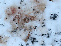 Woodpecker Feathers I found a pile of feathers and blood in the snow today. It looked like a fox kill.<br />
<br />
Habitat: Meadow<br />
https://www.jungledragon.com/image/87407/woodpecker_feathers.html<br />
https://www.jungledragon.com/image/87406/woodpecker_feathers.html Fall,Geotagged,United States