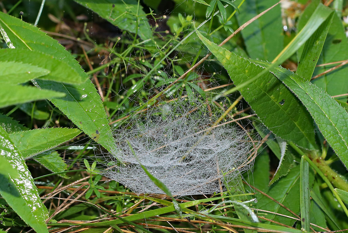 Bowl-shaped Spider's Web It's hard to tell from the photo, but this web was bowl-shaped.<br />
<br />
Habitat: Meadow Geotagged,Summer,United States,spider web,web