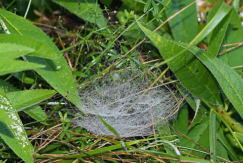 Bowl-shaped Spider's Web It's hard to tell from the photo, but this web was bowl-shaped.

Habitat: Meadow Geotagged,Summer,United States,spider web,web