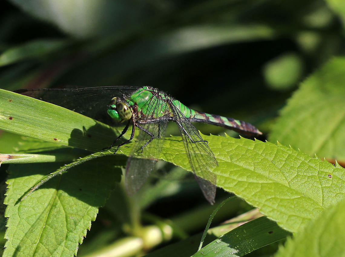 Eastern Pondhawk (Female) - Erythemis simplicicollis Females are bright green with a banded abdomen.<br />
<br />
Habitat: Pondside Eastern Pondhawk,Erythemis simplicicollis,Geotagged,Summer,United States,dragonfly,pondhawk