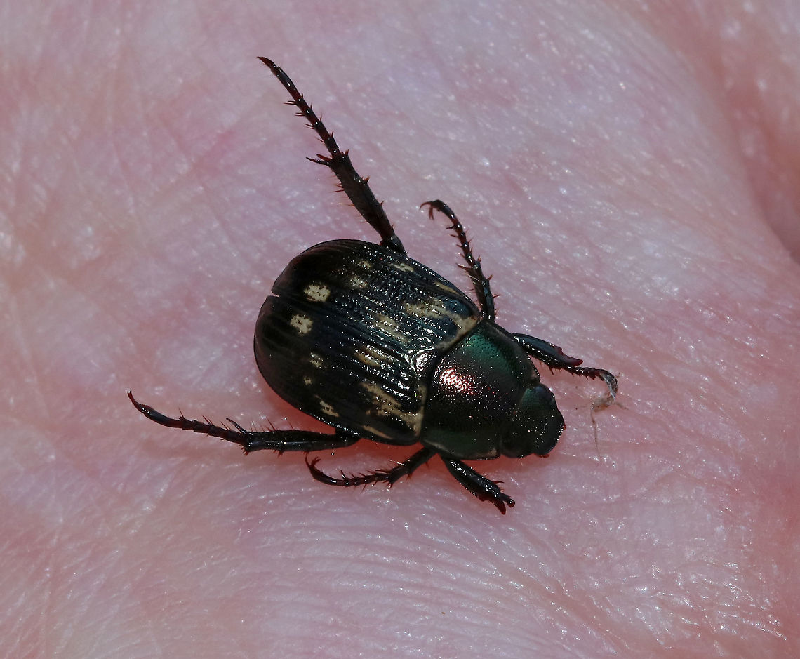 Oriental Beetle (Dark Form) - Exomala orientalis This beetle was missing some tarsi, but didn&#039;t seem bothered by it.<br />
<br />
Habitat: Rural garden Exomala orientalis,Geotagged,Oriental beetle,Summer,United States,beetle
