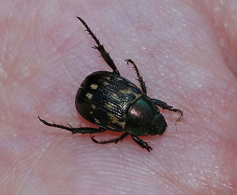 Oriental Beetle (Dark Form) - Exomala orientalis This beetle was missing some tarsi, but didn't seem bothered by it.

Habitat: Rural garden Exomala orientalis,Geotagged,Oriental beetle,Summer,United States,beetle