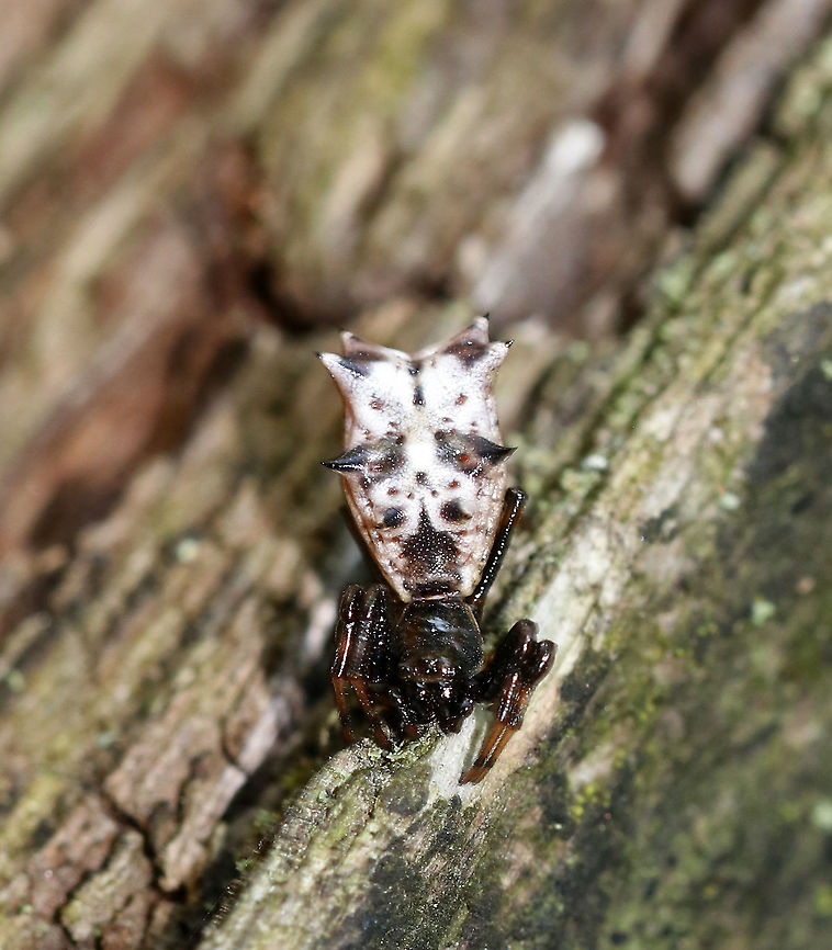 Spined Micrathena (Female) - Micrathena gracilis Habitat: Tree bordering a meadow<br />
<figure class="photo"><a href="https://www.jungledragon.com/image/82778/spined_micrathena_female_-_micrathena_gracilis.html" title="Spined Micrathena (Female) - Micrathena gracilis"><img src="https://s3.amazonaws.com/media.jungledragon.com/images/3232/82778_thumb.jpg?AWSAccessKeyId=05GMT0V3GWVNE7GGM1R2&Expires=1759968010&Signature=eomyOXk%2BpWQxqdqqQW8uaK79YgI%3D" width="200" height="150" alt="Spined Micrathena (Female) - Micrathena gracilis Habitat: I spotted this spider as she was making her way along some spider silk that was connecting two branches of a tree. <br />
https://www.jungledragon.com/image/87427/spined_micrathena_female_-_micrathena_gracilis.html Geotagged,Micrathena,Micrathena gracilis,Spined micrathena,Summer,United States,spider" /></a></figure> Geotagged,Micrathena gracilis,Spider,Spined micrathena,Summer,United States