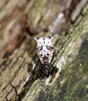 Spined micrathena