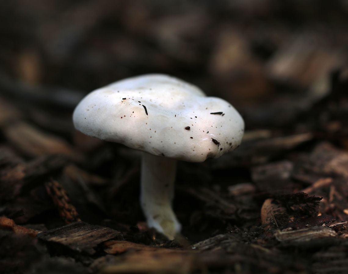 Foul Clitocybe - Clitocybe robusta All white mushroom that was approximately 6 cm tall. The gills had a slight yellow tint and ran down the stem a bit. The cap was dry and the margin was inrolled. <br />
<br />
Habitat: Nature trail in a deciduous forest<br />
<figure class="photo"><a href="https://www.jungledragon.com/image/87431/foul_clitocybe_-_clitocybe_robusta.html" title="Foul Clitocybe - Clitocybe robusta"><img src="https://s3.amazonaws.com/media.jungledragon.com/images/3232/87431_thumb.jpg?AWSAccessKeyId=05GMT0V3GWVNE7GGM1R2&Expires=1767225610&Signature=HLhgt%2Fh%2BFlSzBigHXu0PjdHKO00%3D" width="200" height="130" alt="Foul Clitocybe - Clitocybe robusta All white mushroom that was approximately 6 cm tall. The gills had a slight yellow tint and ran down the stem a bit. The cap was dry and the margin was inrolled.<br />
<br />
Habitat: Nature trail in a deciduous forest<br />
https://www.jungledragon.com/image/87428/foul_clitocybe_-_clitocybe_robusta.html<br />
https://www.jungledragon.com/image/87429/foul_clitocybe_-_clitocybe_robusta.html<br />
https://www.jungledragon.com/image/87430/foul_clitocybe_-_clitocybe_robusta.html Clitocybe robusta,Foul Clitocybe,Geotagged,Summer,United States" /></a></figure><br />
<figure class="photo"><a href="https://www.jungledragon.com/image/87429/foul_clitocybe_-_clitocybe_robusta.html" title="Foul Clitocybe - Clitocybe robusta"><img src="https://s3.amazonaws.com/media.jungledragon.com/images/3232/87429_thumb.jpg?AWSAccessKeyId=05GMT0V3GWVNE7GGM1R2&Expires=1767225610&Signature=W%2BjKK%2BBsY4j5cqCuKHAz7uQBze4%3D" width="200" height="154" alt="Foul Clitocybe - Clitocybe robusta All white mushroom that was approximately 6 cm tall. The gills had a slight yellow tint and ran down the stem a bit. The cap was dry and the margin was inrolled. <br />
<br />
Habitat: Nature trail in a deciduous forest<br />
https://www.jungledragon.com/image/87431/foul_clitocybe_-_clitocybe_robusta.html<br />
https://www.jungledragon.com/image/87428/foul_clitocybe_-_clitocybe_robusta.html<br />
https://www.jungledragon.com/image/87430/foul_clitocybe_-_clitocybe_robusta.html Clitocybe robusta,Foul Clitocybe,Geotagged,Summer,United States" /></a></figure><br />
<figure class="photo"><a href="https://www.jungledragon.com/image/87430/foul_clitocybe_-_clitocybe_robusta.html" title="Foul Clitocybe - Clitocybe robusta"><img src="https://s3.amazonaws.com/media.jungledragon.com/images/3232/87430_thumb.jpg?AWSAccessKeyId=05GMT0V3GWVNE7GGM1R2&Expires=1767225610&Signature=ojVnxYvxFi1Po44BVNoWeslbIHQ%3D" width="200" height="194" alt="Foul Clitocybe - Clitocybe robusta All white mushroom that was approximately 6 cm tall. The gills had a slight yellow tint and ran down the stem a bit. The cap was dry and the margin was inrolled.<br />
<br />
Habitat: Nature trail in a deciduous forest<br />
https://www.jungledragon.com/image/87429/foul_clitocybe_-_clitocybe_robusta.html<br />
https://www.jungledragon.com/image/87428/foul_clitocybe_-_clitocybe_robusta.html<br />
https://www.jungledragon.com/image/87431/foul_clitocybe_-_clitocybe_robusta.html Clitocybe robusta,Foul Clitocybe,Geotagged,Summer,United States" /></a></figure> Clitocybe,Clitocybe robusta,Geotagged,Summer,United States,fungus,mushroom,white mushroom