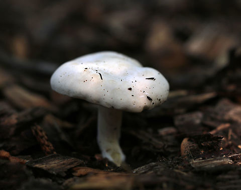 Foul Clitocybe - Clitocybe robusta All white mushroom that was approximately 6 cm tall. The gills had a slight yellow tint and ran down the stem a bit. The cap was dry and the margin was inrolled. 

Habitat: Nature trail in a deciduous forest
https://www.jungledragon.com/image/87431/foul_clitocybe_-_clitocybe_robusta.html
https://www.jungledragon.com/image/87429/foul_clitocybe_-_clitocybe_robusta.html
https://www.jungledragon.com/image/87430/foul_clitocybe_-_clitocybe_robusta.html Clitocybe,Clitocybe robusta,Geotagged,Summer,United States,fungus,mushroom,white mushroom