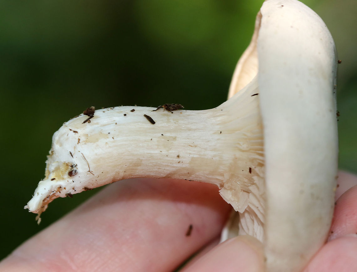 Foul Clitocybe - Clitocybe robusta All white mushroom that was approximately 6 cm tall. The gills had a slight yellow tint and ran down the stem a bit. The cap was dry and the margin was inrolled. <br />
<br />
Habitat: Nature trail in a deciduous forest<br />
<figure class="photo"><a href="https://www.jungledragon.com/image/87431/foul_clitocybe_-_clitocybe_robusta.html" title="Foul Clitocybe - Clitocybe robusta"><img src="https://s3.amazonaws.com/media.jungledragon.com/images/3232/87431_thumb.jpg?AWSAccessKeyId=05GMT0V3GWVNE7GGM1R2&Expires=1767225610&Signature=HLhgt%2Fh%2BFlSzBigHXu0PjdHKO00%3D" width="200" height="130" alt="Foul Clitocybe - Clitocybe robusta All white mushroom that was approximately 6 cm tall. The gills had a slight yellow tint and ran down the stem a bit. The cap was dry and the margin was inrolled.<br />
<br />
Habitat: Nature trail in a deciduous forest<br />
https://www.jungledragon.com/image/87428/foul_clitocybe_-_clitocybe_robusta.html<br />
https://www.jungledragon.com/image/87429/foul_clitocybe_-_clitocybe_robusta.html<br />
https://www.jungledragon.com/image/87430/foul_clitocybe_-_clitocybe_robusta.html Clitocybe robusta,Foul Clitocybe,Geotagged,Summer,United States" /></a></figure><br />
<figure class="photo"><a href="https://www.jungledragon.com/image/87428/foul_clitocybe_-_clitocybe_robusta.html" title="Foul Clitocybe - Clitocybe robusta"><img src="https://s3.amazonaws.com/media.jungledragon.com/images/3232/87428_thumb.jpg?AWSAccessKeyId=05GMT0V3GWVNE7GGM1R2&Expires=1767225610&Signature=eyA%2BmQTgTkWC5JdyQ9L0GRsdFfA%3D" width="200" height="158" alt="Foul Clitocybe - Clitocybe robusta All white mushroom that was approximately 6 cm tall. The gills had a slight yellow tint and ran down the stem a bit. The cap was dry and the margin was inrolled. <br />
<br />
Habitat: Nature trail in a deciduous forest<br />
https://www.jungledragon.com/image/87431/foul_clitocybe_-_clitocybe_robusta.html<br />
https://www.jungledragon.com/image/87429/foul_clitocybe_-_clitocybe_robusta.html<br />
https://www.jungledragon.com/image/87430/foul_clitocybe_-_clitocybe_robusta.html Clitocybe,Clitocybe robusta,Geotagged,Summer,United States,fungus,mushroom,white mushroom" /></a></figure><br />
<figure class="photo"><a href="https://www.jungledragon.com/image/87430/foul_clitocybe_-_clitocybe_robusta.html" title="Foul Clitocybe - Clitocybe robusta"><img src="https://s3.amazonaws.com/media.jungledragon.com/images/3232/87430_thumb.jpg?AWSAccessKeyId=05GMT0V3GWVNE7GGM1R2&Expires=1767225610&Signature=ojVnxYvxFi1Po44BVNoWeslbIHQ%3D" width="200" height="194" alt="Foul Clitocybe - Clitocybe robusta All white mushroom that was approximately 6 cm tall. The gills had a slight yellow tint and ran down the stem a bit. The cap was dry and the margin was inrolled.<br />
<br />
Habitat: Nature trail in a deciduous forest<br />
https://www.jungledragon.com/image/87429/foul_clitocybe_-_clitocybe_robusta.html<br />
https://www.jungledragon.com/image/87428/foul_clitocybe_-_clitocybe_robusta.html<br />
https://www.jungledragon.com/image/87431/foul_clitocybe_-_clitocybe_robusta.html Clitocybe robusta,Foul Clitocybe,Geotagged,Summer,United States" /></a></figure> Clitocybe robusta,Foul Clitocybe,Geotagged,Summer,United States