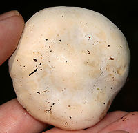 Foul Clitocybe - Clitocybe robusta All white mushroom that was approximately 6 cm tall. The gills had a slight yellow tint and ran down the stem a bit. The cap was dry and the margin was inrolled.<br />
<br />
Habitat: Nature trail in a deciduous forest<br />
https://www.jungledragon.com/image/87429/foul_clitocybe_-_clitocybe_robusta.html<br />
https://www.jungledragon.com/image/87428/foul_clitocybe_-_clitocybe_robusta.html<br />
https://www.jungledragon.com/image/87431/foul_clitocybe_-_clitocybe_robusta.html Clitocybe robusta,Foul Clitocybe,Geotagged,Summer,United States