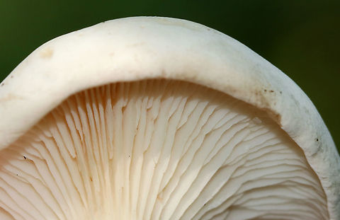 Foul Clitocybe - Clitocybe robusta All white mushroom that was approximately 6 cm tall. The gills had a slight yellow tint and ran down the stem a bit. The cap was dry and the margin was inrolled.

Habitat: Nature trail in a deciduous forest
https://www.jungledragon.com/image/87428/foul_clitocybe_-_clitocybe_robusta.html
https://www.jungledragon.com/image/87429/foul_clitocybe_-_clitocybe_robusta.html
https://www.jungledragon.com/image/87430/foul_clitocybe_-_clitocybe_robusta.html Clitocybe robusta,Foul Clitocybe,Geotagged,Summer,United States