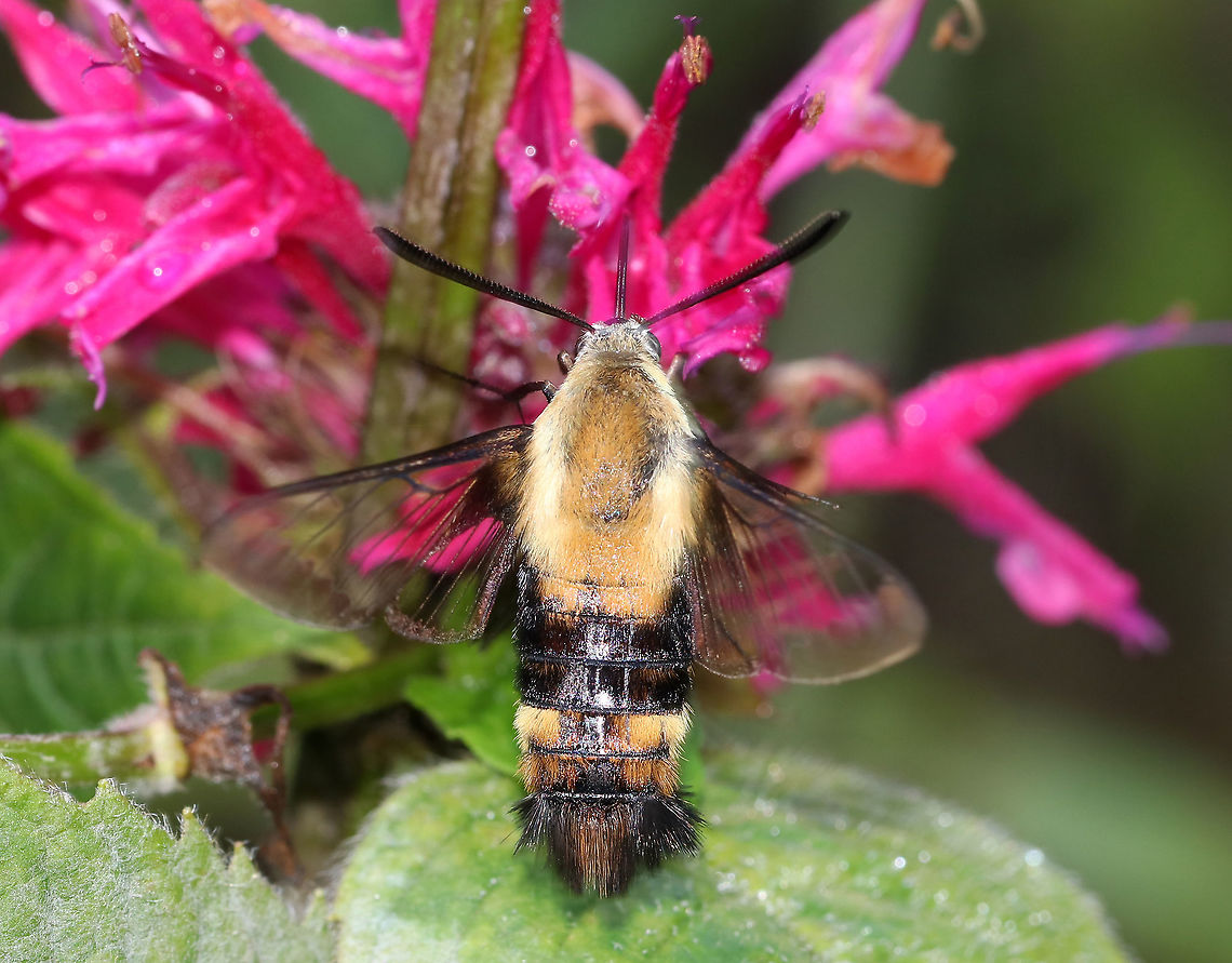 Snowberry Clearwing - Hemaris diffinis This moth was SO busy and especially seem to enjoy the bee balm.<br />
<br />
Habitat: Rural garden<br />
<figure class="photo"><a href="https://www.jungledragon.com/image/87434/snowberry_clearwing_-_hemaris_diffinis.html" title="Snowberry Clearwing - Hemaris diffinis"><img src="https://s3.amazonaws.com/media.jungledragon.com/images/3232/87434_thumb.jpg?AWSAccessKeyId=05GMT0V3GWVNE7GGM1R2&Expires=1759968010&Signature=zUQDJW5kF59Ry4OTvmF8LtWLV1E%3D" width="200" height="180" alt="Snowberry Clearwing - Hemaris diffinis This moth was SO busy and especially seem to enjoy the bee balm.<br />
<br />
Habitat: Rural garden<br />
https://www.jungledragon.com/image/87432/snowberry_clearwing_-_hemaris_diffinis.html<br />
https://www.jungledragon.com/image/87433/snowberry_clearwing_-_hemaris_diffinis.html Geotagged,Hemaris diffinis,Snowberry Clearwing,Summer,United States" /></a></figure><br />
<figure class="photo"><a href="https://www.jungledragon.com/image/87433/snowberry_clearwing_-_hemaris_diffinis.html" title="Snowberry Clearwing - Hemaris diffinis"><img src="https://s3.amazonaws.com/media.jungledragon.com/images/3232/87433_thumb.jpg?AWSAccessKeyId=05GMT0V3GWVNE7GGM1R2&Expires=1759968010&Signature=irQNGjOOdIsXRESCecwWkff8dB8%3D" width="200" height="166" alt="Snowberry Clearwing - Hemaris diffinis This moth was SO busy and especially seem to enjoy the bee balm.<br />
<br />
Habitat: Rural garden<br />
https://www.jungledragon.com/image/87432/snowberry_clearwing_-_hemaris_diffinis.html<br />
https://www.jungledragon.com/image/87434/snowberry_clearwing_-_hemaris_diffinis.html Geotagged,Hemaris diffinis,Snowberry Clearwing,Summer,United States" /></a></figure> Geotagged,Hemaris diffinis,Snowberry Clearwing,Summer,United States,flying lobster,hemaris,hummingbird moth,moth