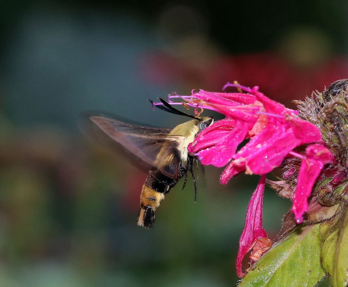 Snowberry Clearwing - Hemaris diffinis This moth was SO busy and especially seem to enjoy the bee balm.<br />
<br />
Habitat: Rural garden<br />
<figure class="photo"><a href="https://www.jungledragon.com/image/87432/snowberry_clearwing_-_hemaris_diffinis.html" title="Snowberry Clearwing - Hemaris diffinis"><img src="https://s3.amazonaws.com/media.jungledragon.com/images/3232/87432_thumb.jpg?AWSAccessKeyId=05GMT0V3GWVNE7GGM1R2&Expires=1759968010&Signature=JYZx5FcFyeF5ctW72GNVFOwnim0%3D" width="200" height="158" alt="Snowberry Clearwing - Hemaris diffinis This moth was SO busy and especially seem to enjoy the bee balm.<br />
<br />
Habitat: Rural garden<br />
https://www.jungledragon.com/image/87434/snowberry_clearwing_-_hemaris_diffinis.html<br />
https://www.jungledragon.com/image/87433/snowberry_clearwing_-_hemaris_diffinis.html Geotagged,Hemaris diffinis,Snowberry Clearwing,Summer,United States,flying lobster,hemaris,hummingbird moth,moth" /></a></figure><br />
<figure class="photo"><a href="https://www.jungledragon.com/image/87434/snowberry_clearwing_-_hemaris_diffinis.html" title="Snowberry Clearwing - Hemaris diffinis"><img src="https://s3.amazonaws.com/media.jungledragon.com/images/3232/87434_thumb.jpg?AWSAccessKeyId=05GMT0V3GWVNE7GGM1R2&Expires=1759968010&Signature=zUQDJW5kF59Ry4OTvmF8LtWLV1E%3D" width="200" height="180" alt="Snowberry Clearwing - Hemaris diffinis This moth was SO busy and especially seem to enjoy the bee balm.<br />
<br />
Habitat: Rural garden<br />
https://www.jungledragon.com/image/87432/snowberry_clearwing_-_hemaris_diffinis.html<br />
https://www.jungledragon.com/image/87433/snowberry_clearwing_-_hemaris_diffinis.html Geotagged,Hemaris diffinis,Snowberry Clearwing,Summer,United States" /></a></figure> Geotagged,Hemaris diffinis,Snowberry Clearwing,Summer,United States