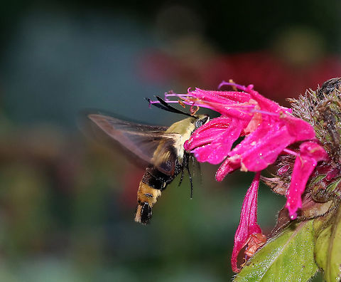 Snowberry Clearwing - Hemaris diffinis This moth was SO busy and especially seem to enjoy the bee balm.

Habitat: Rural garden
https://www.jungledragon.com/image/87432/snowberry_clearwing_-_hemaris_diffinis.html
https://www.jungledragon.com/image/87434/snowberry_clearwing_-_hemaris_diffinis.html Geotagged,Hemaris diffinis,Snowberry Clearwing,Summer,United States