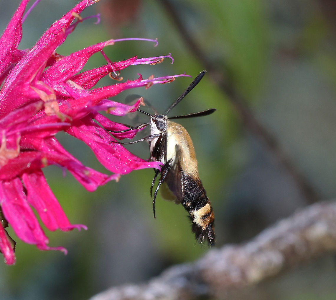 Snowberry Clearwing - Hemaris diffinis This moth was SO busy and especially seem to enjoy the bee balm.<br />
<br />
Habitat: Rural garden<br />
<figure class="photo"><a href="https://www.jungledragon.com/image/87432/snowberry_clearwing_-_hemaris_diffinis.html" title="Snowberry Clearwing - Hemaris diffinis"><img src="https://s3.amazonaws.com/media.jungledragon.com/images/3232/87432_thumb.jpg?AWSAccessKeyId=05GMT0V3GWVNE7GGM1R2&Expires=1767225610&Signature=6MqsN83F5KuTzeL2hAVkG1Aldbo%3D" width="200" height="158" alt="Snowberry Clearwing - Hemaris diffinis This moth was SO busy and especially seem to enjoy the bee balm.<br />
<br />
Habitat: Rural garden<br />
https://www.jungledragon.com/image/87434/snowberry_clearwing_-_hemaris_diffinis.html<br />
https://www.jungledragon.com/image/87433/snowberry_clearwing_-_hemaris_diffinis.html Geotagged,Hemaris diffinis,Snowberry Clearwing,Summer,United States,flying lobster,hemaris,hummingbird moth,moth" /></a></figure><br />
<figure class="photo"><a href="https://www.jungledragon.com/image/87433/snowberry_clearwing_-_hemaris_diffinis.html" title="Snowberry Clearwing - Hemaris diffinis"><img src="https://s3.amazonaws.com/media.jungledragon.com/images/3232/87433_thumb.jpg?AWSAccessKeyId=05GMT0V3GWVNE7GGM1R2&Expires=1767225610&Signature=VIU2wSdAmy3rer9DahJAzmOUuQE%3D" width="200" height="166" alt="Snowberry Clearwing - Hemaris diffinis This moth was SO busy and especially seem to enjoy the bee balm.<br />
<br />
Habitat: Rural garden<br />
https://www.jungledragon.com/image/87432/snowberry_clearwing_-_hemaris_diffinis.html<br />
https://www.jungledragon.com/image/87434/snowberry_clearwing_-_hemaris_diffinis.html Geotagged,Hemaris diffinis,Snowberry Clearwing,Summer,United States" /></a></figure> Geotagged,Hemaris diffinis,Snowberry Clearwing,Summer,United States