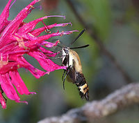 Snowberry Clearwing - Hemaris diffinis This moth was SO busy and especially seem to enjoy the bee balm.<br />
<br />
Habitat: Rural garden<br />
https://www.jungledragon.com/image/87432/snowberry_clearwing_-_hemaris_diffinis.html<br />
https://www.jungledragon.com/image/87433/snowberry_clearwing_-_hemaris_diffinis.html Geotagged,Hemaris diffinis,Snowberry Clearwing,Summer,United States