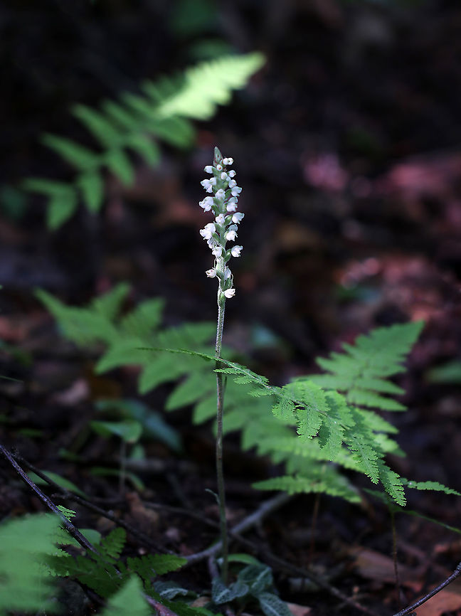 Downy Rattlesnake Plantain - Goodyera pubescens An evergreen orchid with horizontal rhizomes that grow low to the ground. The roots have a mycorrhizal relationship with fungi, which helps the plant acquire moisture and &shy;nutrients, while the plant provides the products of its photosynthesis to the fungus. The green, variegated leaves are quite striking and resemble the skin of a snake, hence the common name. Leaves are present year-round and grow as a basal rosette. The inflorescence stems are densely downy. The flower stalks produce numerous small, white flowers in a terminal spike.<br />
<br />
Habitat: Growing in a mixed forest Downy rattlesnake plantain,Geotagged,Goodyera,Goodyera pubescens,Summer,United States,evergreen orchid,orchid