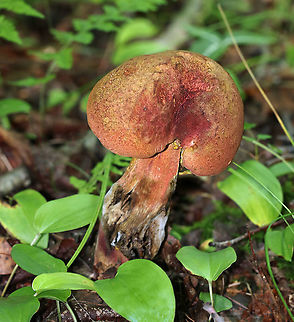 Two-colored Bolete - Baorangia bicolor The stem was rotting and I really wanted to pull it apart for a closer look, but I didn't want to disturb any critters that were enjoying the rot. So, I settled for a photo.

Habitat: Wet, mixed forest Baorangia,Baorangia bicolor,Geotagged,Summer,Two-colored Bolete,United States,bolete,mushroom