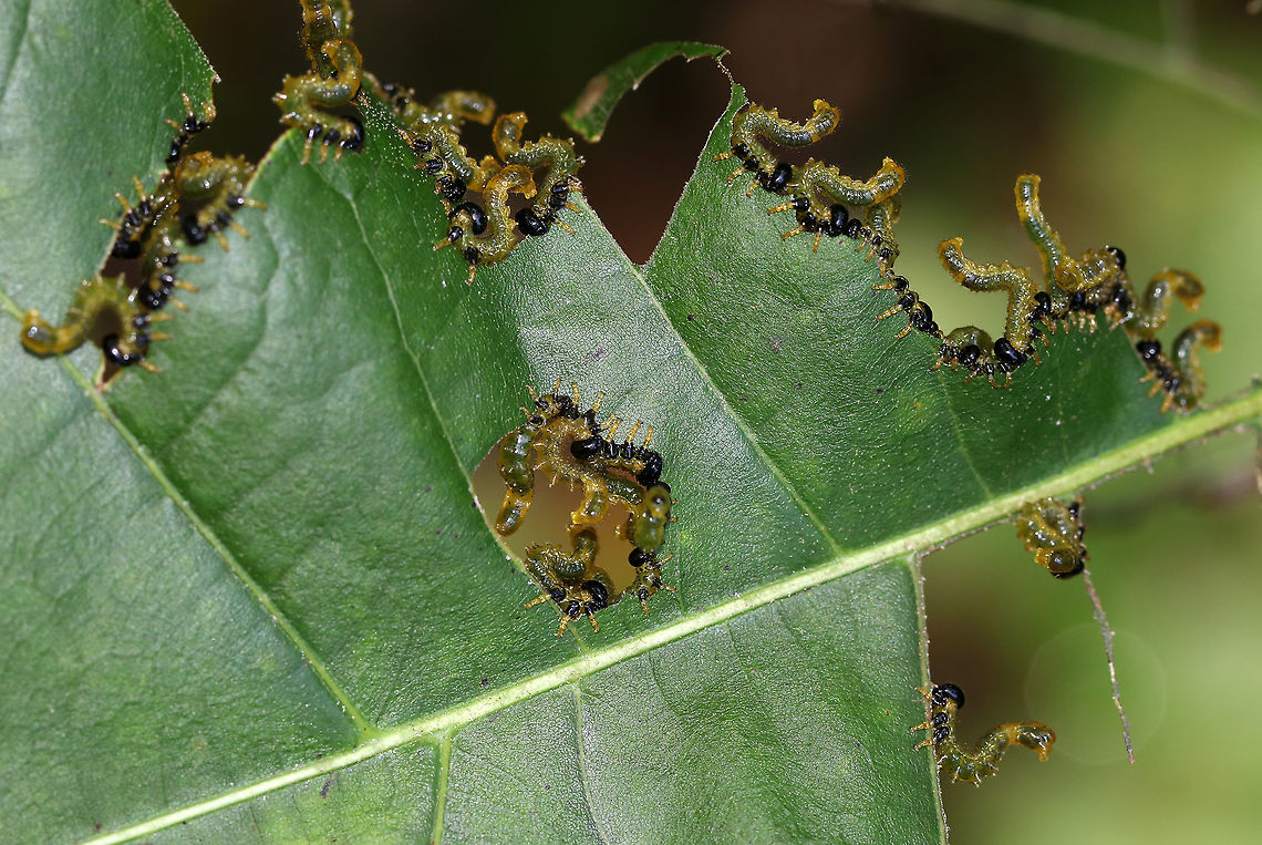 Sawfly Larvae - Order Hymenoptera, Suborder Symphyta The sawfly larvae line up around the edges of the leaves to feed and they all, simultaneously, assume an S-shaped posture when disturbed.<br />
<br />
Habitat: On oak (Quercus sp.) in a deciduous forest<br />
<figure class="photo"><a href="https://www.jungledragon.com/image/87468/sawfly_larva_-_order_hymenoptera_suborder_symphyta.html" title="Sawfly Larva - Order Hymenoptera, Suborder Symphyta"><img src="https://s3.amazonaws.com/media.jungledragon.com/images/3232/87468_thumb.jpg?AWSAccessKeyId=05GMT0V3GWVNE7GGM1R2&Expires=1759968010&Signature=eW47efmMKbzLMIAlt9ckSpBny%2B0%3D" width="200" height="158" alt="Sawfly Larva - Order Hymenoptera, Suborder Symphyta The sawfly larvae line up around the edges of the leaves to feed and they all, simultaneously, assume an S-shaped posture when disturbed.<br />
<br />
Habitat: On oak (Quercus sp.) in a deciduous forest<br />
https://www.jungledragon.com/image/87467/sawfly_larvae_-_order_hymenoptera_suborder_symphyta.html<br />
<br />
They were still there a few days later:<br />
https://www.jungledragon.com/image/82939/sawfly_larvae_-_order_hymenoptera_suborder_symphyta.html Geotagged,Summer,United States" /></a></figure><br />
<br />
They were still there a few days later:<br />
<figure class="photo"><a href="https://www.jungledragon.com/image/82939/willow_oak_sawfly_larvae_-_arge_quidia.html" title="Willow Oak Sawfly Larvae - Arge quidia"><img src="https://s3.amazonaws.com/media.jungledragon.com/images/3232/82939_thumb.jpg?AWSAccessKeyId=05GMT0V3GWVNE7GGM1R2&Expires=1759968010&Signature=gA7tu7r%2BU8l6oEIVZxCdmopUoIE%3D" width="200" height="154" alt="Willow Oak Sawfly Larvae - Arge quidia I first saw these sawflies a few days ago on a small oak tree/sapling, and they were still there this morning...Although, many of the leaves have been completely eaten! The sawfly larvae line up around the edges of the leaves to feed and they all, simultaneously, assume an S-shaped posture when disturbed.<br />
<br />
Habitat: On oak (Quercus sp.) in a deciduous forest Arge,Arge quidia,Geotagged,Summer,Symphyta,United States,Willow Oak Sawfly,hymenoptera,larva,larvae,sawfly,sawfly larvae" /></a></figure> Geotagged,Hymenoptera,Summer,Symphyta,United States,larvae,sawfly,sawfly larvae