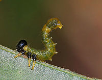 Sawfly Larva - Order Hymenoptera, Suborder Symphyta The sawfly larvae line up around the edges of the leaves to feed and they all, simultaneously, assume an S-shaped posture when disturbed.<br />
<br />
Habitat: On oak (Quercus sp.) in a deciduous forest<br />
https://www.jungledragon.com/image/87467/sawfly_larvae_-_order_hymenoptera_suborder_symphyta.html<br />
<br />
They were still there a few days later:<br />
https://www.jungledragon.com/image/82939/sawfly_larvae_-_order_hymenoptera_suborder_symphyta.html Geotagged,Summer,United States
