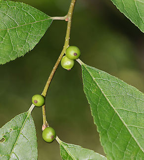 Common Winterberry - Ilex verticillata A deciduous shrub with glossy, green leaves. The fruits are green in the summer, and then turn red in the winter and grow in drupes.

The berries provide critical food for birds in winter, and the shrubs provide cover for nesting during summer.

Habitat: Mixed forest Geotagged,Ilex verticillata,Summer,United States,Winterberry