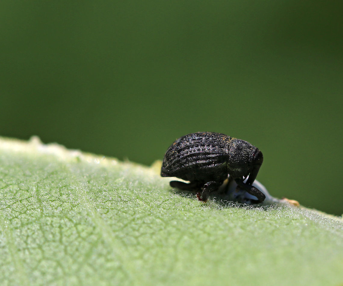 Milkweed Stem Weevil - Rhyssomatus lineaticollis Total length: about 6 mm long. Robust, oval, black weevil with reddish antennae and tarsi. Ridged and grooved elytra. Adults feed on milkweed.<br />
<br />
Spotted on milkweed beside a pond Geotagged,Milkweed Stem Weevil,Rhyssomatus lineaticollis,Summer,United States,beetle,weevil