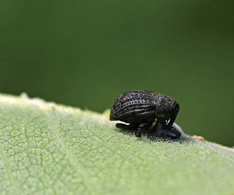 Milkweed Stem Weevil - Rhyssomatus lineaticollis Total length: about 6 mm long. Robust, oval, black weevil with reddish antennae and tarsi. Ridged and grooved elytra. Adults feed on milkweed.

Spotted on milkweed beside a pond Geotagged,Milkweed Stem Weevil,Rhyssomatus lineaticollis,Summer,United States,beetle,weevil