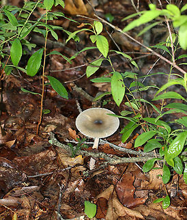 Mushroom - Amanita sinicolava or Amanita vaginata I think this is Amanita sinicolava, but it could also be Amanita vaginata.

Cap: ~5 mm; plane with a central bump; olive-tan; strongly lined margin
Gills: Whitish gray; barely attached; close
Stem: White with flattened fibrils; slightly tapered at apex; no ring; veil remnants at base
Habitat: Growing on the ground in a mixed hardwood forest
https://www.jungledragon.com/image/87492/mushroom_-_amanita_sinicolava_or_amanita_vaginata.html
https://www.jungledragon.com/image/87493/mushroom_-_amanita_sinicolava_or_amanita_vaginata.html
https://www.jungledragon.com/image/87494/mushroom_-_amanita_sinicolava_or_amanita_vaginata.html
https://www.jungledragon.com/image/87495/mushroom_-_amanita_sinicolava_or_amanita_vaginata.html Geotagged,Summer,United States,amanita,fungus,mushroom