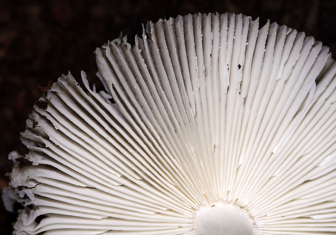Mushroom - Amanita sinicolava or Amanita vaginata I think this is Amanita sinicolava, but it could also be Amanita vaginata.<br />
<br />
Cap: ~5 mm; plane with a central bump; olive-tan; strongly lined margin<br />
Gills: Whitish gray; barely attached; close<br />
Stem: White with flattened fibrils; slightly tapered at apex; no ring; veil remnants at base<br />
Habitat: Growing on the ground in a mixed hardwood forest<br />
<figure class="photo"><a href="https://www.jungledragon.com/image/87493/mushroom_-_amanita_sinicolava_or_amanita_vaginata.html" title="Mushroom - Amanita sinicolava or Amanita vaginata"><img src="https://s3.amazonaws.com/media.jungledragon.com/images/3232/87493_thumb.jpg?AWSAccessKeyId=05GMT0V3GWVNE7GGM1R2&Expires=1770854410&Signature=PXcYTRUaTvDYKKzxSXDW5oKus3w%3D" width="200" height="148" alt="Mushroom - Amanita sinicolava or Amanita vaginata I think this is Amanita sinicolava, but it could also be Amanita vaginata.<br />
<br />
Cap: ~5 mm; plane with a central bump; olive-tan; strongly lined margin<br />
Gills: Whitish gray; barely attached; close<br />
Stem: White with flattened fibrils; slightly tapered at apex; no ring; veil remnants at base<br />
Habitat: Growing on the ground in a mixed hardwood forest<br />
https://www.jungledragon.com/image/87495/mushroom_-_amanita_sinicolava_or_amanita_vaginata.html<br />
https://www.jungledragon.com/image/87494/mushroom_-_amanita_sinicolava_or_amanita_vaginata.html<br />
https://www.jungledragon.com/image/87492/mushroom_-_amanita_sinicolava_or_amanita_vaginata.html<br />
https://www.jungledragon.com/image/87491/mushroom_-_amanita_sinicolava_or_amanita_vaginata.html Geotagged,Summer,United States,amanita,mushroom" /></a></figure><br />
<figure class="photo"><a href="https://www.jungledragon.com/image/87495/mushroom_-_amanita_sinicolava_or_amanita_vaginata.html" title="Mushroom - Amanita sinicolava or Amanita vaginata"><img src="https://s3.amazonaws.com/media.jungledragon.com/images/3232/87495_thumb.jpg?AWSAccessKeyId=05GMT0V3GWVNE7GGM1R2&Expires=1770854410&Signature=LZAlLvKck6sP390m3bBWgcYmZpM%3D" width="200" height="134" alt="Mushroom - Amanita sinicolava or Amanita vaginata I think this is Amanita sinicolava, but it could also be Amanita vaginata.<br />
<br />
Cap: ~5 mm; plane with a central bump; olive-tan; strongly lined margin<br />
Gills: Whitish gray; barely attached; close<br />
Stem: White with flattened fibrils; slightly tapered at apex; no ring; veil remnants at base<br />
Habitat: Growing on the ground in a mixed hardwood forest<br />
https://www.jungledragon.com/image/87494/mushroom_-_amanita_sinicolava_or_amanita_vaginata.html<br />
https://www.jungledragon.com/image/87493/mushroom_-_amanita_sinicolava_or_amanita_vaginata.html<br />
https://www.jungledragon.com/image/87492/mushroom_-_amanita_sinicolava_or_amanita_vaginata.html<br />
https://www.jungledragon.com/image/87491/mushroom_-_amanita_sinicolava_or_amanita_vaginata.html Geotagged,Summer,United States,amanita,mushroom" /></a></figure><br />
<figure class="photo"><a href="https://www.jungledragon.com/image/87494/mushroom_-_amanita_sinicolava_or_amanita_vaginata.html" title="Mushroom - Amanita sinicolava or Amanita vaginata"><img src="https://s3.amazonaws.com/media.jungledragon.com/images/3232/87494_thumb.jpg?AWSAccessKeyId=05GMT0V3GWVNE7GGM1R2&Expires=1770854410&Signature=NvTY9YzdGxuO7GI7GmySIaGQeRc%3D" width="200" height="170" alt="Mushroom - Amanita sinicolava or Amanita vaginata I think this is Amanita sinicolava, but it could also be Amanita vaginata.<br />
<br />
Cap: ~5 mm; plane with a central bump; olive-tan; strongly lined margin<br />
Gills: Whitish gray; barely attached; close<br />
Stem: White with flattened fibrils; slightly tapered at apex; no ring; veil remnants at base<br />
Habitat: Growing on the ground in a mixed hardwood forest<br />
https://www.jungledragon.com/image/87495/mushroom_-_amanita_sinicolava_or_amanita_vaginata.html<br />
https://www.jungledragon.com/image/87493/mushroom_-_amanita_sinicolava_or_amanita_vaginata.html<br />
https://www.jungledragon.com/image/87492/mushroom_-_amanita_sinicolava_or_amanita_vaginata.html<br />
https://www.jungledragon.com/image/87491/mushroom_-_amanita_sinicolava_or_amanita_vaginata.html Geotagged,Summer,United States" /></a></figure><br />
<figure class="photo"><a href="https://www.jungledragon.com/image/87491/mushroom_-_amanita_sinicolava_or_amanita_vaginata.html" title="Mushroom - Amanita sinicolava or Amanita vaginata"><img src="https://s3.amazonaws.com/media.jungledragon.com/images/3232/87491_thumb.jpg?AWSAccessKeyId=05GMT0V3GWVNE7GGM1R2&Expires=1770854410&Signature=fxX57t3qdg%2BdmHCJz40ex%2F9TUAg%3D" width="130" height="152" alt="Mushroom - Amanita sinicolava or Amanita vaginata I think this is Amanita sinicolava, but it could also be Amanita vaginata.<br />
<br />
Cap: ~5 mm; plane with a central bump; olive-tan; strongly lined margin<br />
Gills: Whitish gray; barely attached; close<br />
Stem: White with flattened fibrils; slightly tapered at apex; no ring; veil remnants at base<br />
Habitat: Growing on the ground in a mixed hardwood forest<br />
https://www.jungledragon.com/image/87492/mushroom_-_amanita_sinicolava_or_amanita_vaginata.html<br />
https://www.jungledragon.com/image/87493/mushroom_-_amanita_sinicolava_or_amanita_vaginata.html<br />
https://www.jungledragon.com/image/87494/mushroom_-_amanita_sinicolava_or_amanita_vaginata.html<br />
https://www.jungledragon.com/image/87495/mushroom_-_amanita_sinicolava_or_amanita_vaginata.html Geotagged,Summer,United States,amanita,fungus,mushroom" /></a></figure> Geotagged,Summer,United States,amanita,mushroom
