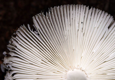 Mushroom - Amanita sinicolava or Amanita vaginata I think this is Amanita sinicolava, but it could also be Amanita vaginata.

Cap: ~5 mm; plane with a central bump; olive-tan; strongly lined margin
Gills: Whitish gray; barely attached; close
Stem: White with flattened fibrils; slightly tapered at apex; no ring; veil remnants at base
Habitat: Growing on the ground in a mixed hardwood forest
https://www.jungledragon.com/image/87493/mushroom_-_amanita_sinicolava_or_amanita_vaginata.html
https://www.jungledragon.com/image/87495/mushroom_-_amanita_sinicolava_or_amanita_vaginata.html
https://www.jungledragon.com/image/87494/mushroom_-_amanita_sinicolava_or_amanita_vaginata.html
https://www.jungledragon.com/image/87491/mushroom_-_amanita_sinicolava_or_amanita_vaginata.html Geotagged,Summer,United States,amanita,mushroom