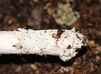 Mushroom - Amanita sinicolava or Amanita vaginata I think this is Amanita sinicolava, but it could also be Amanita vaginata.<br />
<br />
Cap: ~5 mm; plane with a central bump; olive-tan; strongly lined margin<br />
Gills: Whitish gray; barely attached; close<br />
Stem: White with flattened fibrils; slightly tapered at apex; no ring; veil remnants at base<br />
Habitat: Growing on the ground in a mixed hardwood forest<br />
https://www.jungledragon.com/image/87495/mushroom_-_amanita_sinicolava_or_amanita_vaginata.html<br />
https://www.jungledragon.com/image/87494/mushroom_-_amanita_sinicolava_or_amanita_vaginata.html<br />
https://www.jungledragon.com/image/87492/mushroom_-_amanita_sinicolava_or_amanita_vaginata.html<br />
https://www.jungledragon.com/image/87491/mushroom_-_amanita_sinicolava_or_amanita_vaginata.html Geotagged,Summer,United States,amanita,mushroom